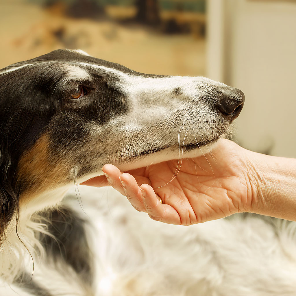 Dog and human connection, with dog's chin resting on a hand