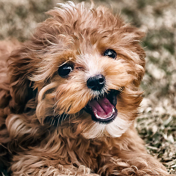 Mabel, the Cavoodle puppy being trained
